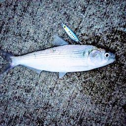 カタボシイワシ