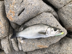 ヒラスズキの釣果