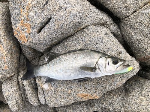 ヒラスズキの釣果