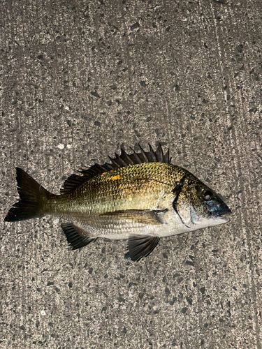 ミナミクロダイ