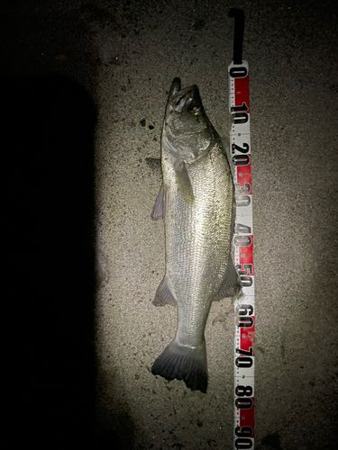 ヒラスズキの釣果