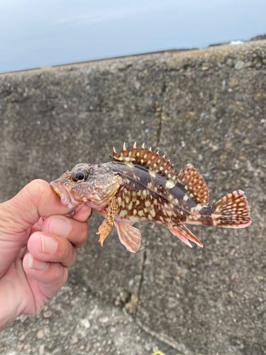 アラカブの釣果