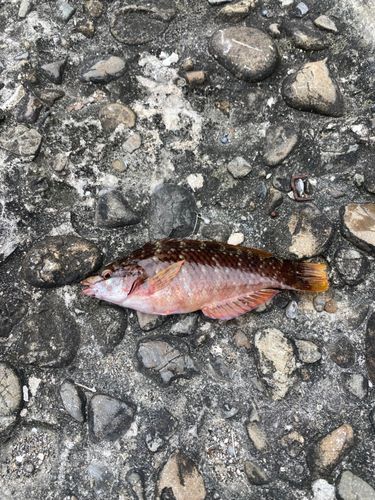 アラカブの釣果