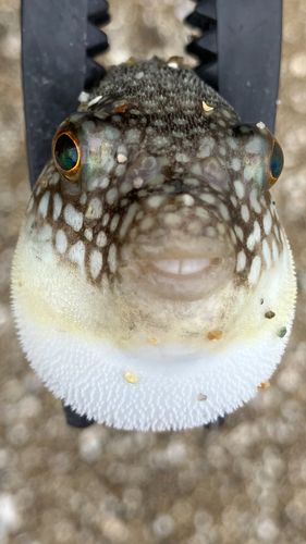 フグの釣果