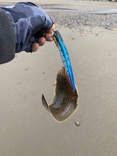 ウシノシタの釣果