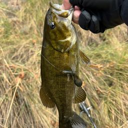 スモールマウスバス