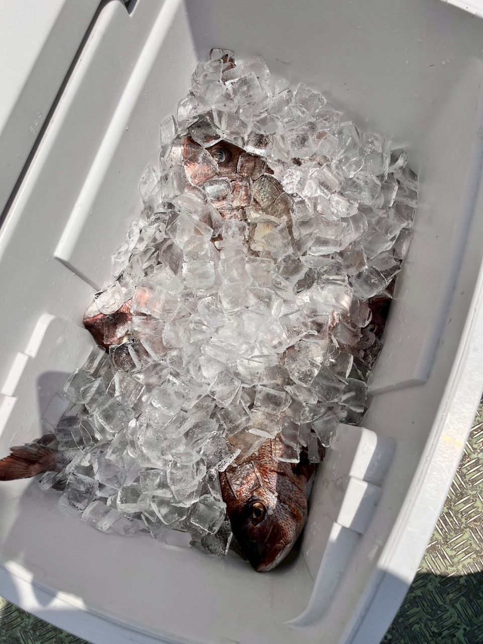 パクショウタさんの釣果 1枚目の画像