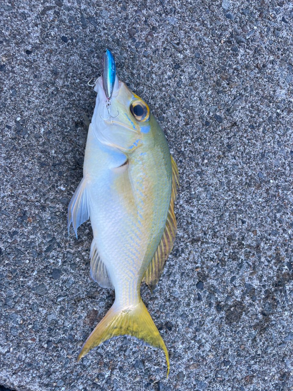 ヒトスジタマガシラ