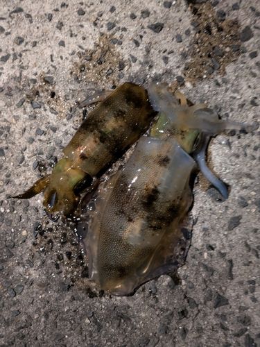 アオリイカの釣果