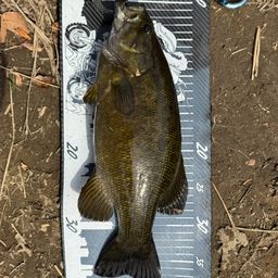 スモールマウスバス