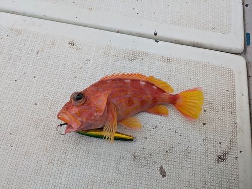 アヤメカサゴの釣果