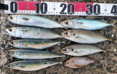 アジの釣果