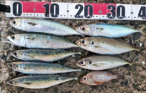 アジの釣果