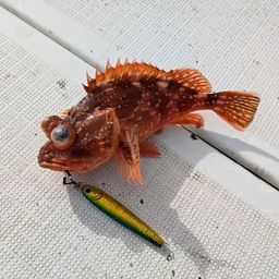 ウッカリカサゴ