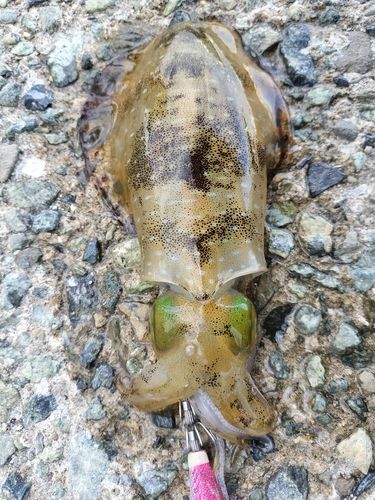 アオリイカの釣果