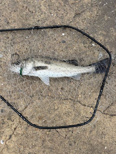 船橋港親水公園