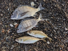 クロダイの釣果