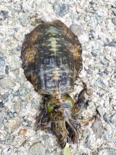 アオリイカの釣果