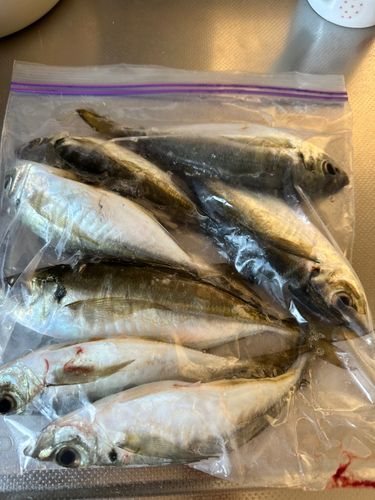 マアジの釣果