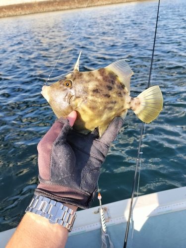 カワハギの釣果