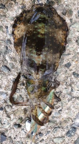 アオリイカの釣果