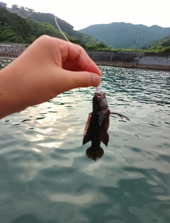 タナバタウオの釣果