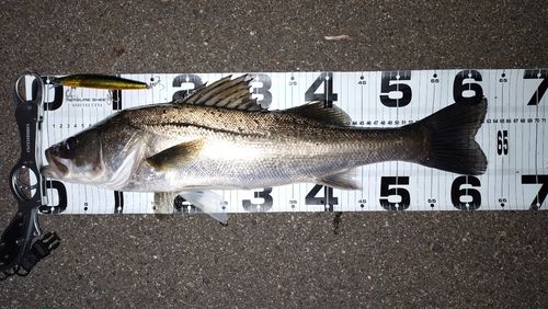 シーバスの釣果