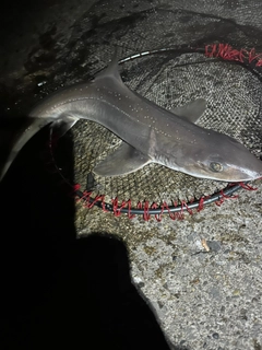 ホシザメの釣果