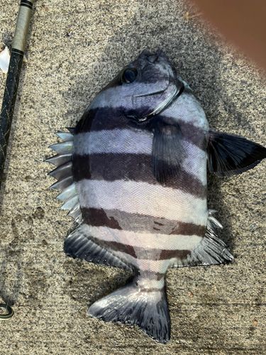 小名浜港市場前