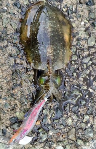 アオリイカの釣果