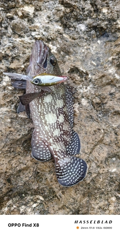 ナミハタの釣果