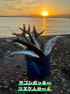 サゴシの釣果