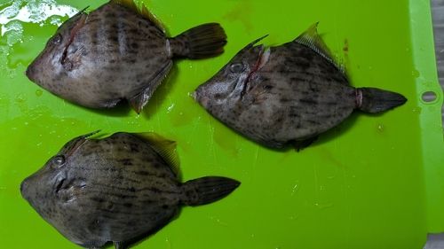 カワハギの釣果