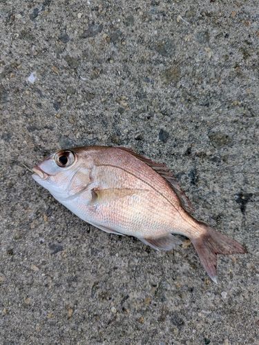 チャリコの釣果