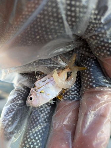 ヒイラギの釣果