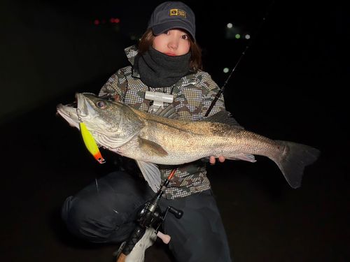 シーバスの釣果