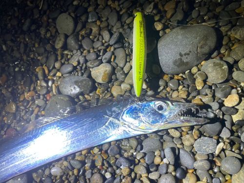 タチウオの釣果