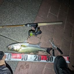 フッコ（マルスズキ）