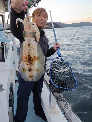 アオリイカの釣果