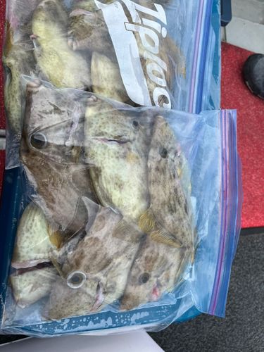 カワハギの釣果