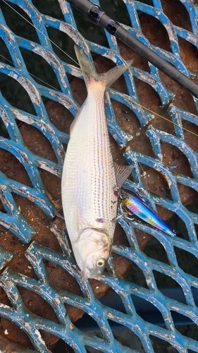 コノシロの釣果