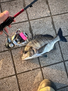 チヌの釣果