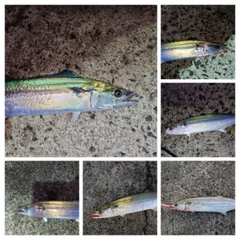 サゴシの釣果