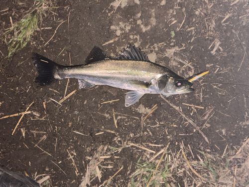 セイゴ（マルスズキ）の釣果