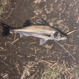 セイゴ（マルスズキ）