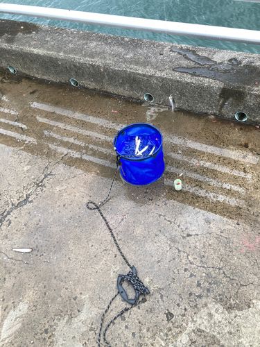 カタクチイワシの釣果