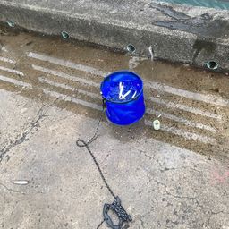 カタクチイワシ