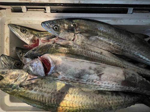 神戸沖堤防（7防）