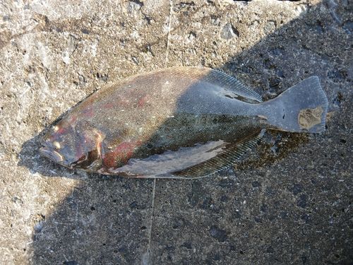 ヒラメの釣果
