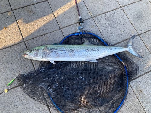 サワラの釣果